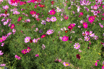 Cosmos sulphureus Cav flower are blooming