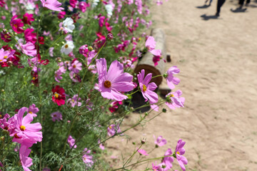 Cosmos sulphureus Cav flower are blooming
