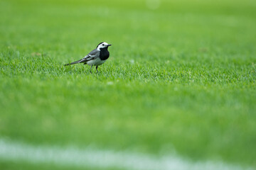 Bird (white wagtail) stay on the grass