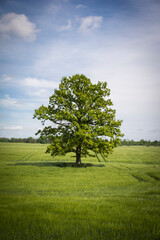Oak in the summer landscape.
