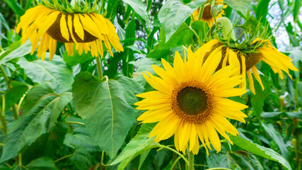 Obraz premium Organic sunflower plantation for vegetable oil production. Vibrant sunflower inflorescence in a rustic style close-up with copy space for text. Raw materials for the production of sunflower oil.