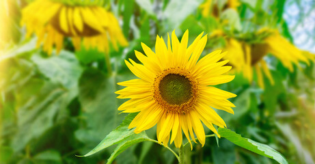Artistic photo of sunflower close-up with blurred background for wallpaper, advertising, web design. Yellow sunflower inflorescence on the background of sunbeams with copy space.