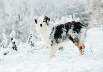 Australian shepherd standing in winter forest. Frozen plants.