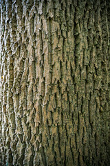 Beautiful texture of cork oak bark.