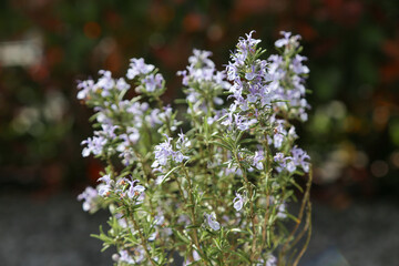 rosemary plant flowering