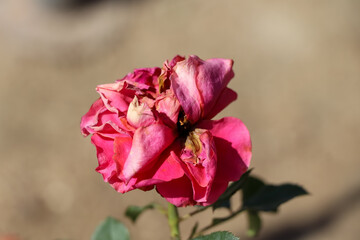 The rose is withered and sad