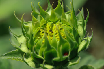 Sunflower flower are blooming in the morning