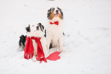 Two australian shepherds in red scarf and bow tie with paper heart. Valentine.