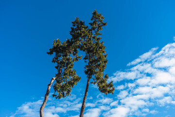 powerful green pine tree in the sky