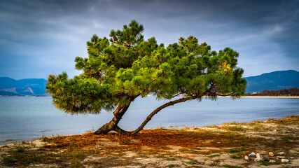  pine tree at the beach