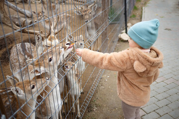 little girl feeding deer at the zoo