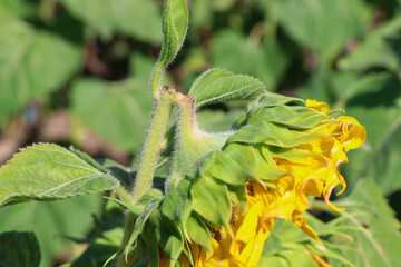 The sunflower is broken because of its heavy weight