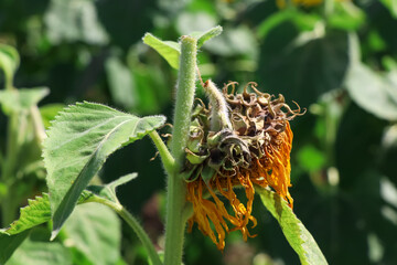 The sunflower is broken because of its heavy weight