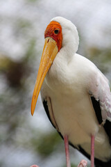 Yellow Billed Stork 