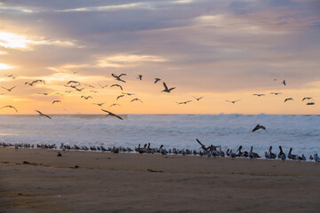 Pacific ocean sunset and silhouette of flying birds with bright cloudy sky on background, Santa Barbara County, California