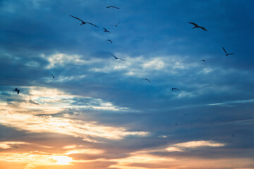 Cloudy sky at sunset and silhouettes  of flying birds. Vibrant colors, natural background
