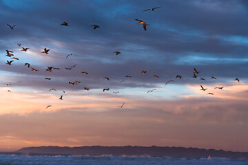 Seascape sunset and flock of lying pelicans with beautiful cloudy sky on background