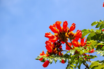 Spathodea campanulata Beauv flower are blooming