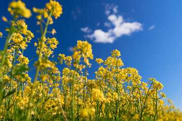Bottom view. Yellow flowers of rapeseed close-up. Shallow depth of field. Blurry blue sky in the background.