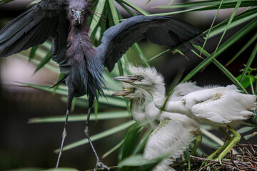 Baby birds  on a palm tree in the everglades 