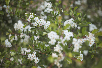 Beautiful white almond flowers in the tree and bokeh background