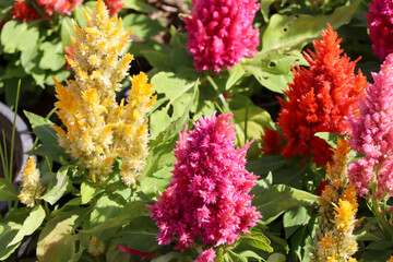 Celosia argentea