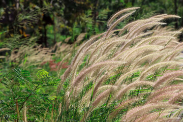 The grass flowers are blooming