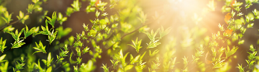 Fresh green spring leaves in forest lit by sun rays (sunbeams)