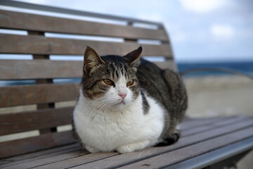 Cute cat sitting on a bench on sea promenade