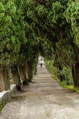 Fototapeta premium Avenue leading to the park of San Vigilio. The park forms a peninsula that closes the Gulf of Garda to the northwest. San Vigilio has always been a destination for illustrious visitors.
