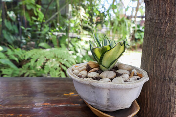 Ornamental plants on wooden tables