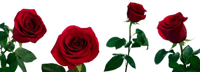 One flower of a closed red rose with stem and leaves in daylight in different angles on a white background