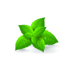 Mint on an isolated white background. Vector illustration.