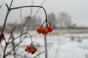 Viburnum twig and berries with a drop of water in winter. Macro photo, nature background.