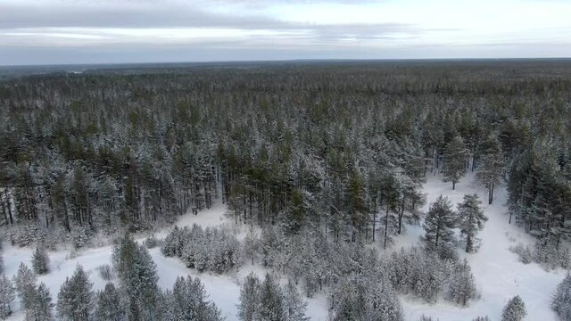 Flight over a pine forest in the winter Siberian taiga in Russia