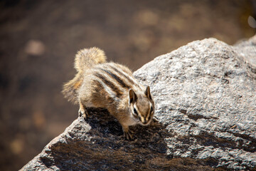 Chipmunk Sitting on a Rock
