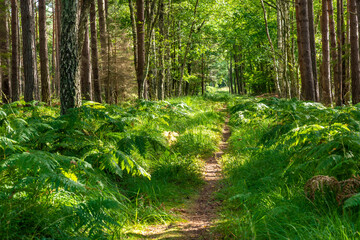 Beautiful forest panorama, close to Baltic See, Slowinski National Park, Poland