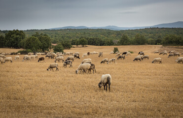 Fototapeta na wymiar a flock of sheep grazing in the field next to Pedrajas (Soria), Castile and Leon, Spain