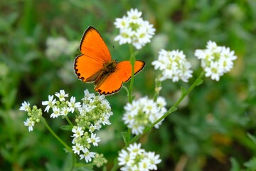 Fototapeta premium Beautiful small orange butterfly scarce copper (Lycaena virgaureae) sitting on white flowers Berteroa incana on meadow