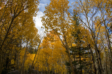 Aspen Trees in Rocky Mountain National Park