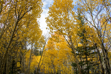 Fototapeta premium Aspen Trees in Rocky Mountain National Park