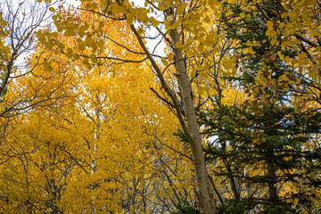 Aspen Trees in Rocky Mountain National Park