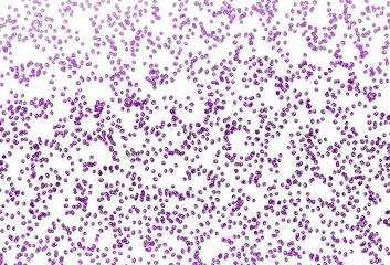 Light Purple vector backdrop with dots.
