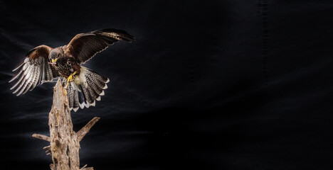 Ferruginous hawk bird with food in beak landing on tree trunk
