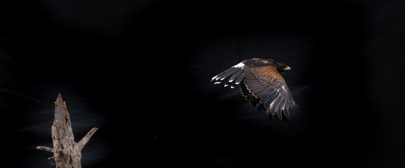 Ferruginous hawk bird in flight with spread wings