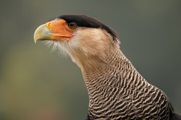 Geierfalke, auch Karakara, Schopfkarakara: Portrait mit grünem Hintergrund, caracara plancus