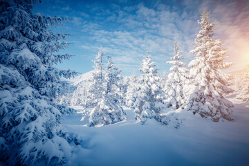 Obraz premium Frosty day in snowy coniferous forest. Location place Carpathian mountains, Ukraine.