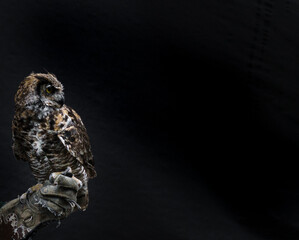 Horned owl perched on trainer's hand