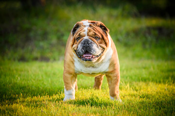 Portrait of beautiful English Bulldog