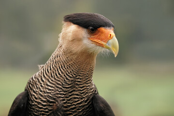Geierfalke, auch Karakara, Schopfkarakara: Portrait mit grünem Hintergrund, caracara plancus
